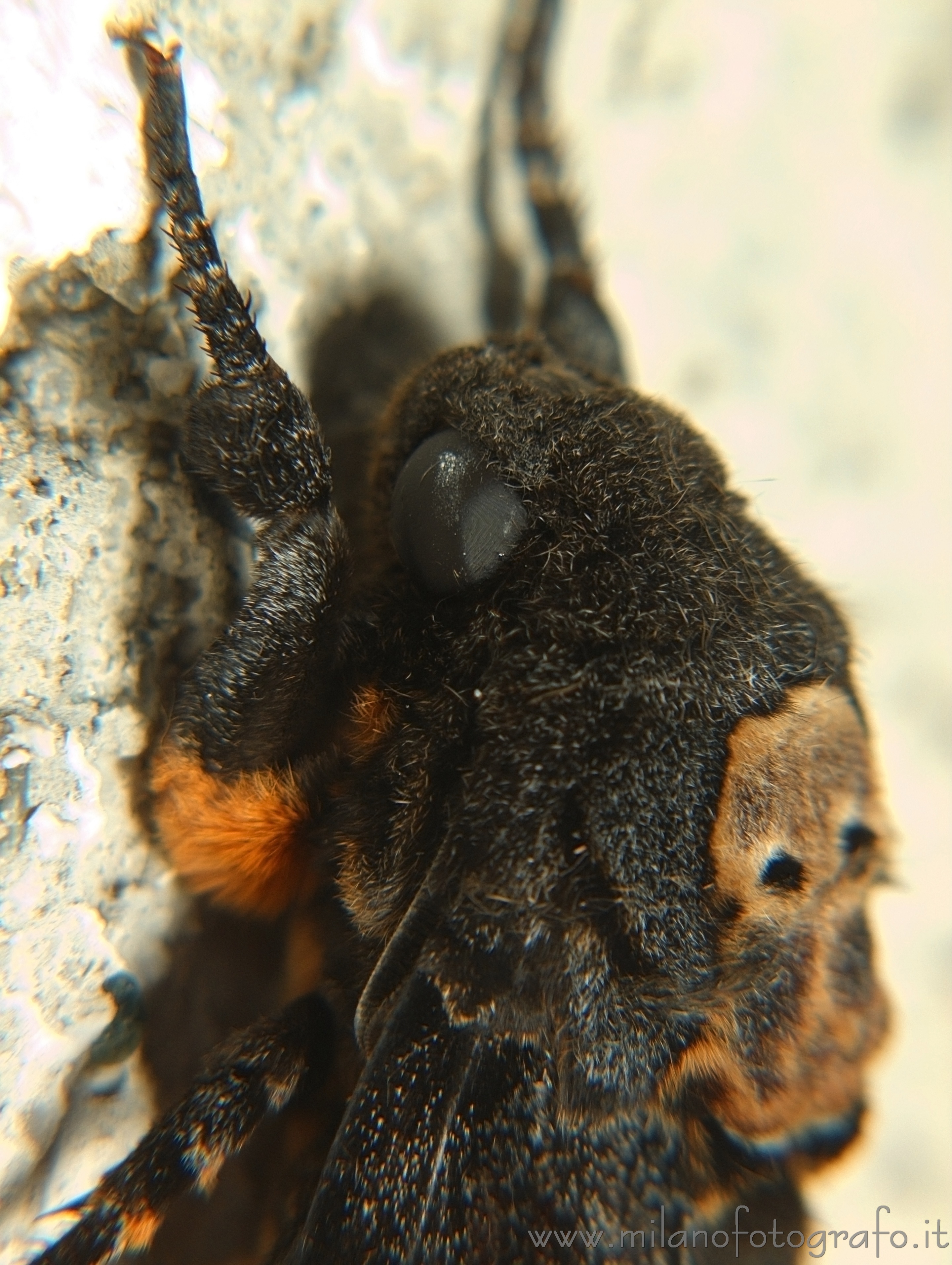 Campiglia Cervo (Biella) - Dettaglio di una sfinge testa di morto (Acherontia atropos)